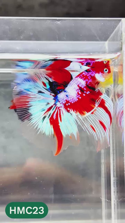 Multicolor Halfmoon Male Betta Fish | High Grade | Order Directly From Farm |  You Pick Fish |