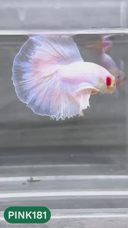 Pink Halfmoon Male Betta Fish | You Pick Fish | Order Directly From Farm