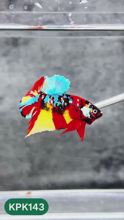 Multicolor Yellow Base Plakat Male Betta Fish | Order Directly From Farm |  You Pick Fish
