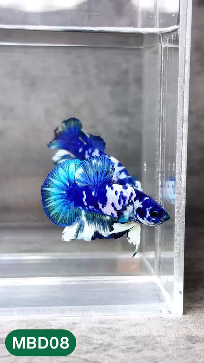Blue Marble Dot Plakat Male Betta Fish | You Pick Fish