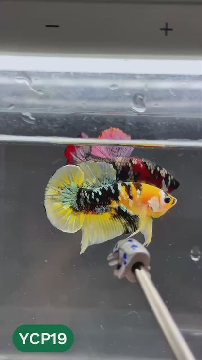 Koi Yellow Plakat Male Betta Fish | Show Grade | You Pick Fish
