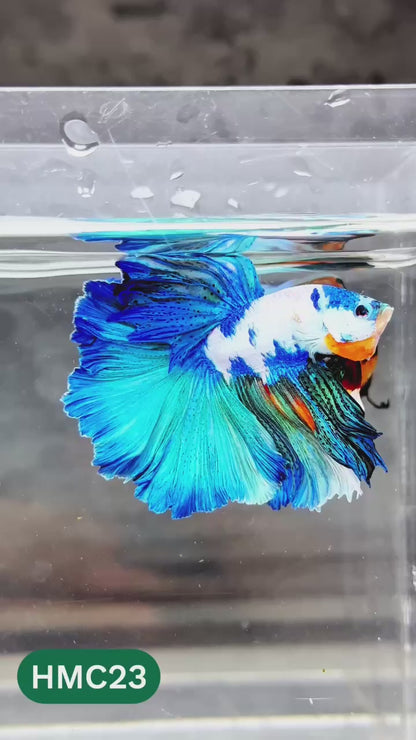 Nemo Halfmoon Male Betta Fish | Order Directly From Farm | You Pick Fish