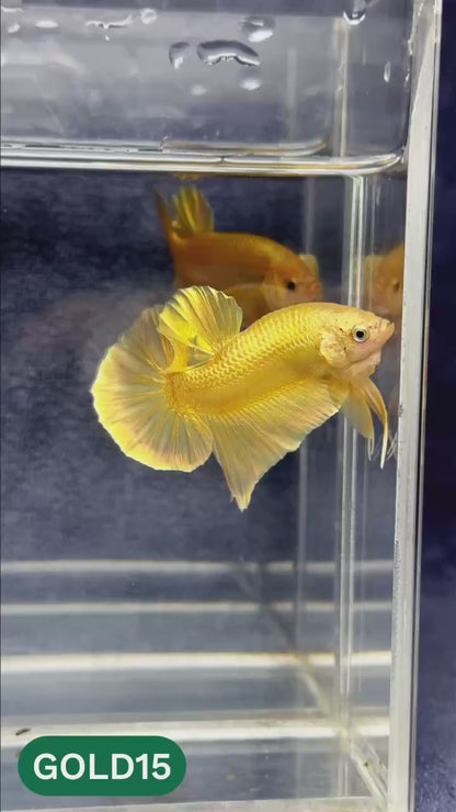 Super Gold Plakat Male Betta Fish | You Pick Fish | Show Grade