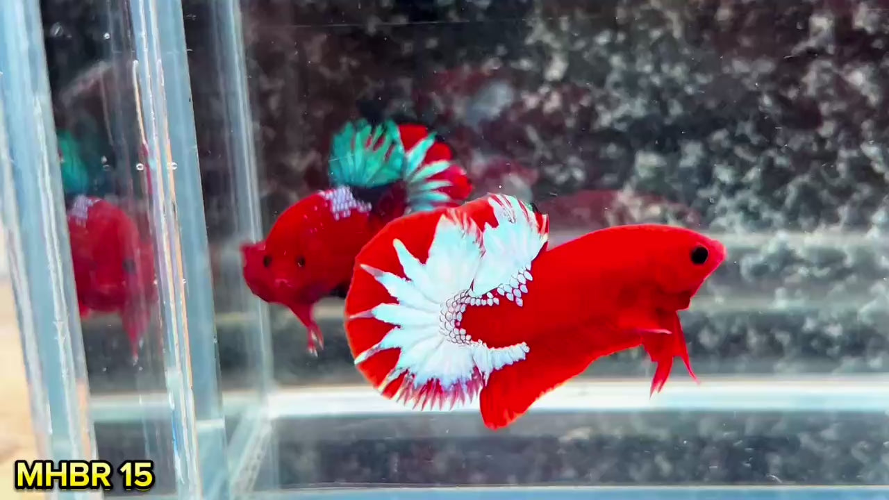 Hellboy Plakat Male Betta Fish