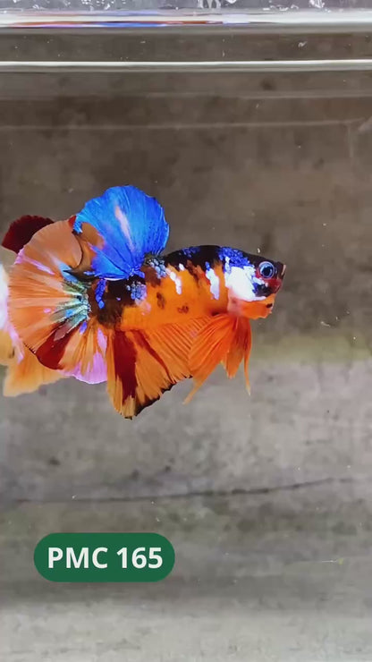 Multicolor Plakat Male Betta Fish |Show Grade|  You Pick Fish