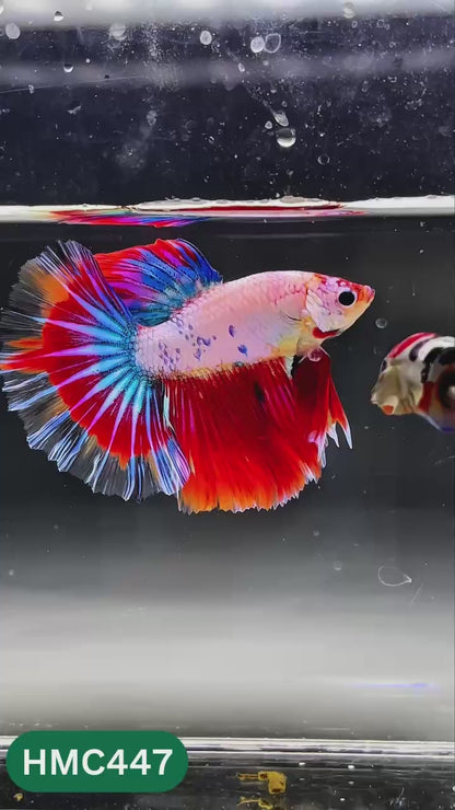 Nemo Halfmoon Male Betta Fish | Order Directly From Farm | You Pick Fish