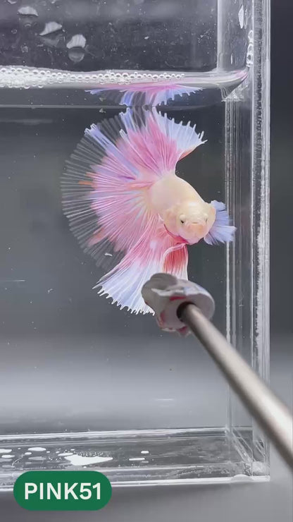 Pink Halfmoon Male Betta Fish | You Pick Fish | Order Directly From Farm