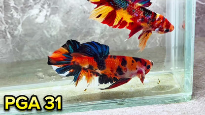 King Giant Plakat Male Betta Fish | You Pick Fish | High Grade