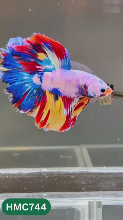 Multicolor Halfmoon Male Betta Fish | High Grade | Order Directly From Farm |  You Pick Fish |