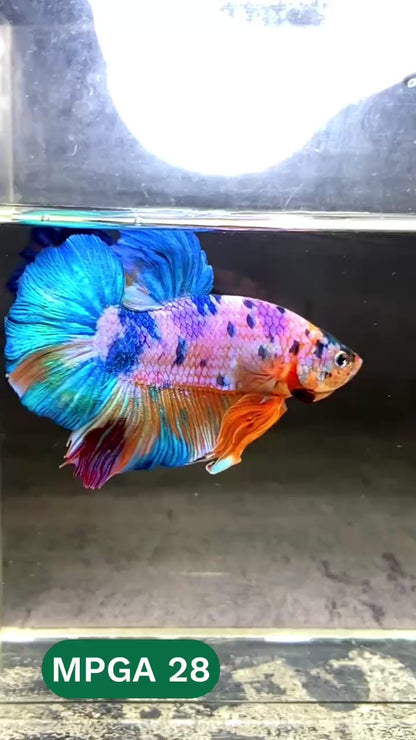 King Giant Plakat Male Betta Fish | You Pick Fish | High Grade