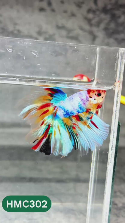 Multicolor Halfmoon Male Betta Fish | High Grade | Order Directly From Farm |  You Pick Fish |