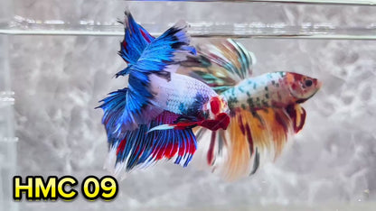 Multicolor Halfmoon Male Betta Fish | High Grade | Order Directly From Farm|  You Pick Fish |