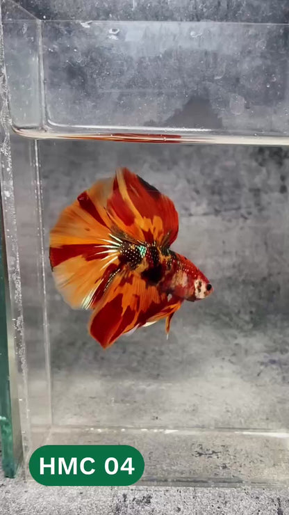 Multicolor Halfmoon Male Betta Fish | High Grade | Order Directly From Farm |  You Pick Fish |