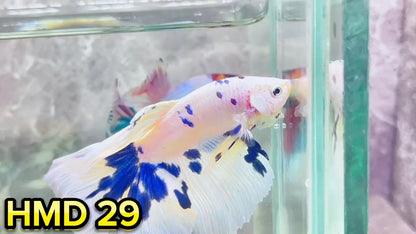 Blue Marble Dot Halfmoon Male Betta Fish | Order Directly From Farm | You Pick Fish