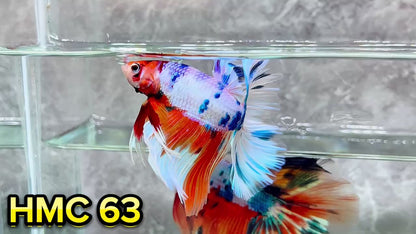 Multicolor Halfmoon Male Betta Fish | High Grade | Order Directly From Farm|  You Pick Fish |