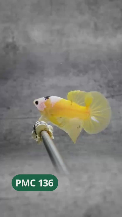 Multicolor Plakat Male Betta Fish |Show Grade|  You Pick Fish