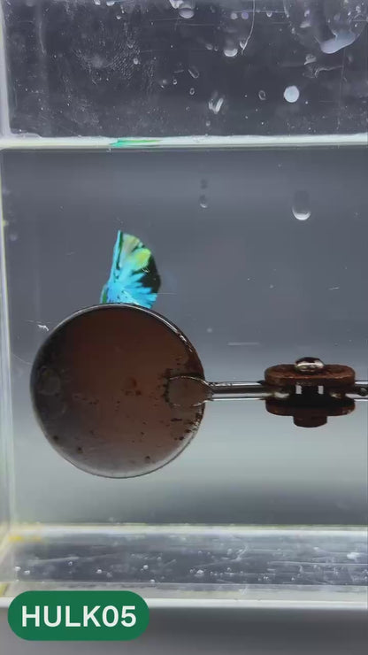 Galaxy Hulk Plakat Male Betta Fish | Exotic Grade | You Pick