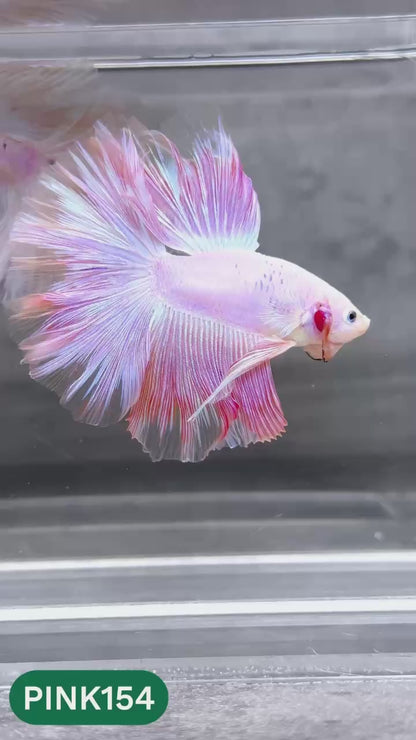 Pink Halfmoon Male Betta Fish | You Pick Fish | Order Directly From Farm