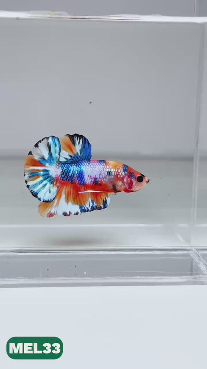 Metallic Plakat Betta Fish | You Pick Betta | Exotic Fish