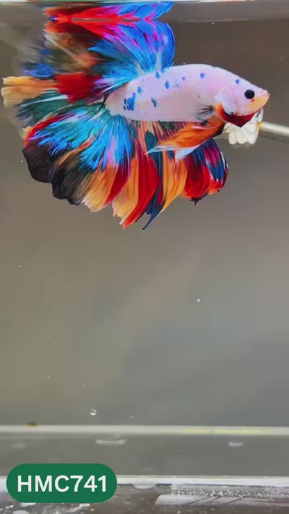 Multicolor Halfmoon Male Betta Fish | High Grade | Order Directly From Farm |  You Pick Fish |