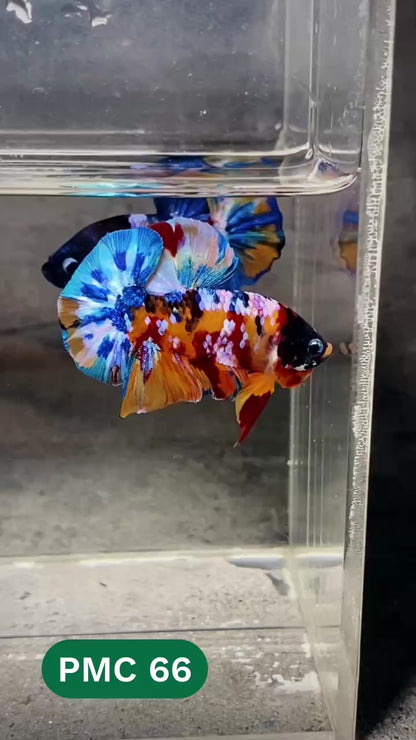 Multicolor Plakat Male Betta Fish |Show Grade|  You Pick Fish