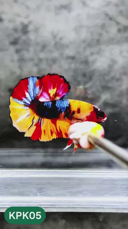 Multicolor Plakat Male Betta Fish |Show Grade|  You Pick Fish