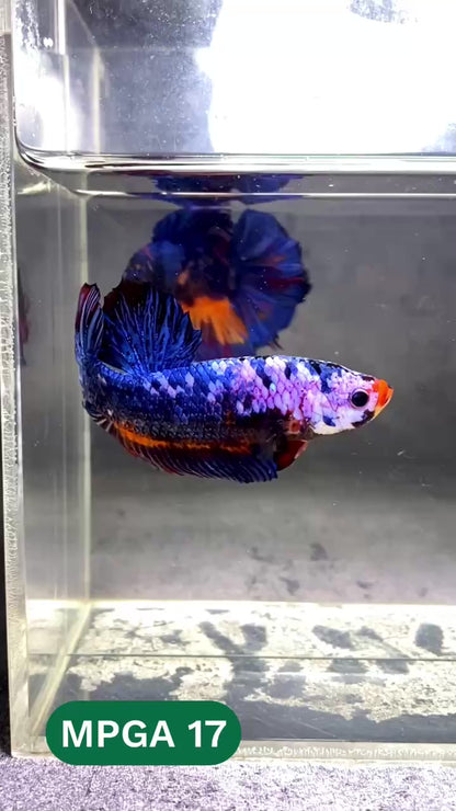 King Giant Plakat Male Betta Fish | You Pick Fish | High Grade