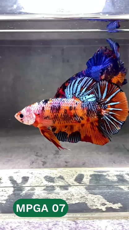 King Giant Plakat Male Betta Fish | You Pick Fish | High Grade