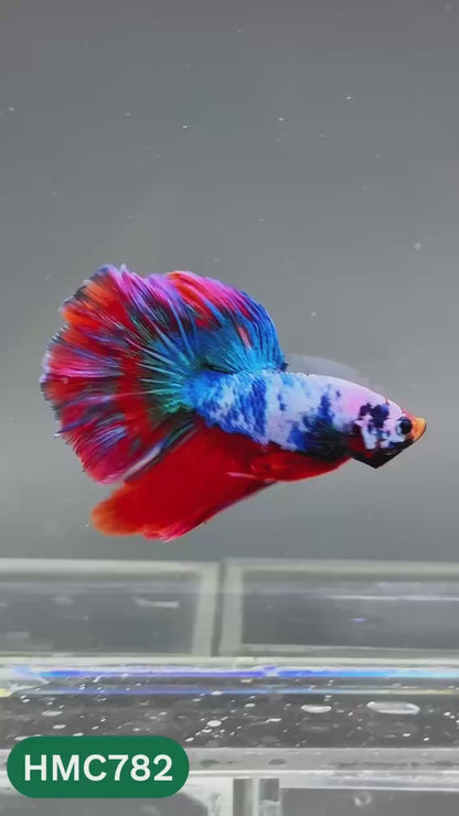 Nemo Halfmoon Male Betta Fish | Order Directly From Farm | You Pick Fish