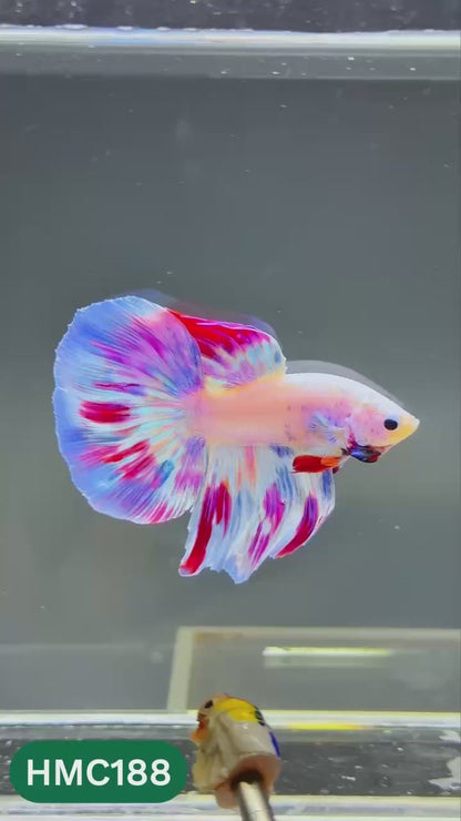 Multicolor Halfmoon Male Betta Fish | Order Directly From Farm | You Pick Fish