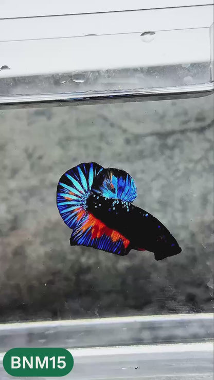 Dark Flame Hellfire Plakat Male Betta Fish | You Pick Fish | Rare Betta