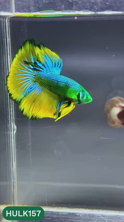 Black Hulk Halfmoon Male Betta Fish | You Pick Fish