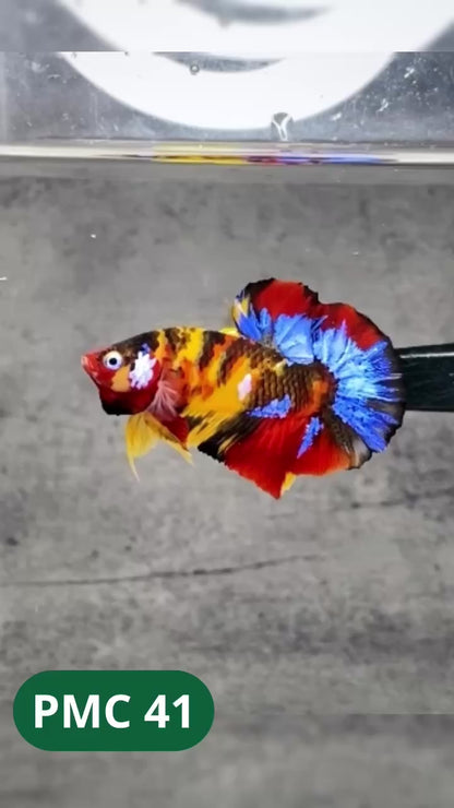 Multicolor Plakat Male Betta Fish |Show Grade|  You Pick Fish