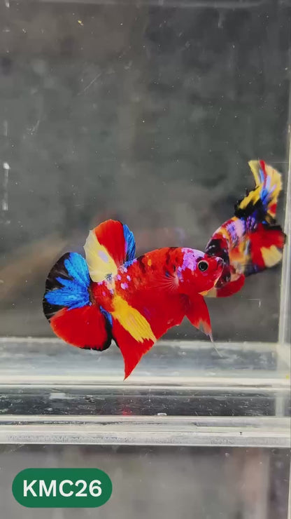 Multicolor Yellow Base Plakat Male Betta Fish | Order Directly From Farm |  You Pick Fish