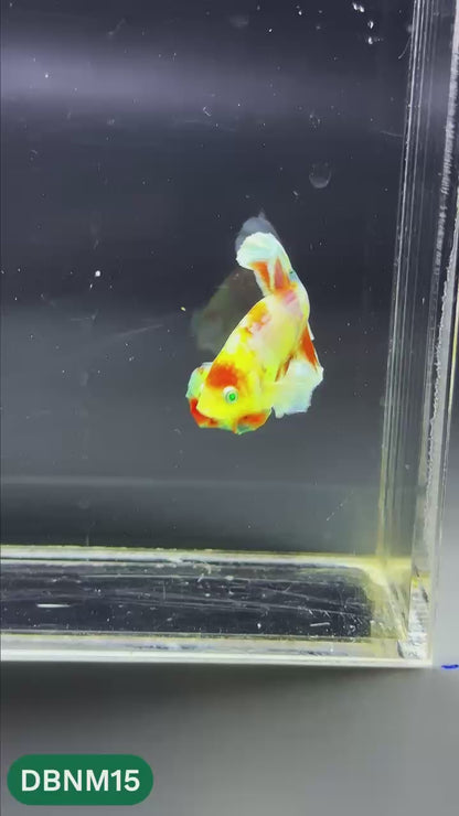 Dumbo Neno Neon Plakat Male Betta Fish | Neon Betta | You Pick Fish