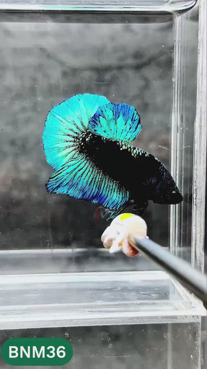 Dark Flame Hellfire Plakat Male Betta Fish | You Pick Fish | Rare Betta
