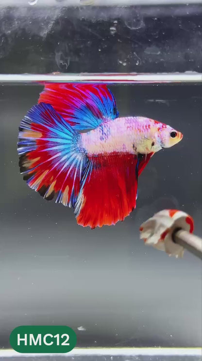 Multicolor Halfmoon Male Betta Fish | High Grade | Order Directly From Farm |  You Pick Fish |