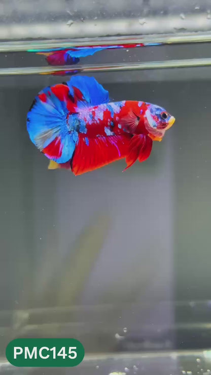 Multicolor Plakat Male Betta Fish |Show Grade|  You Pick Fish