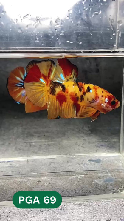 King Giant Plakat Male Betta Fish | You Pick Fish | High Grade