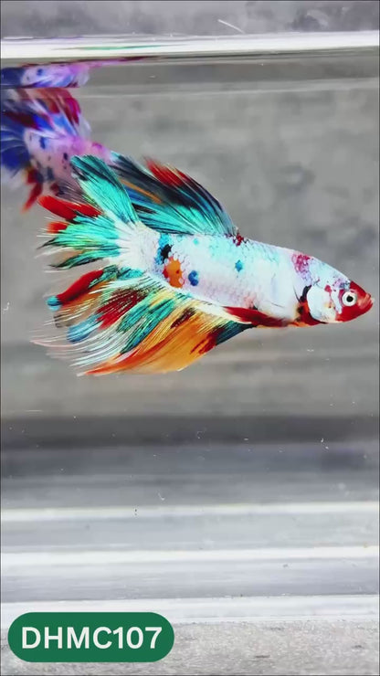 Multicolor Halfmoon Male Betta Fish | Order Directly From Farm | You Pick Fish