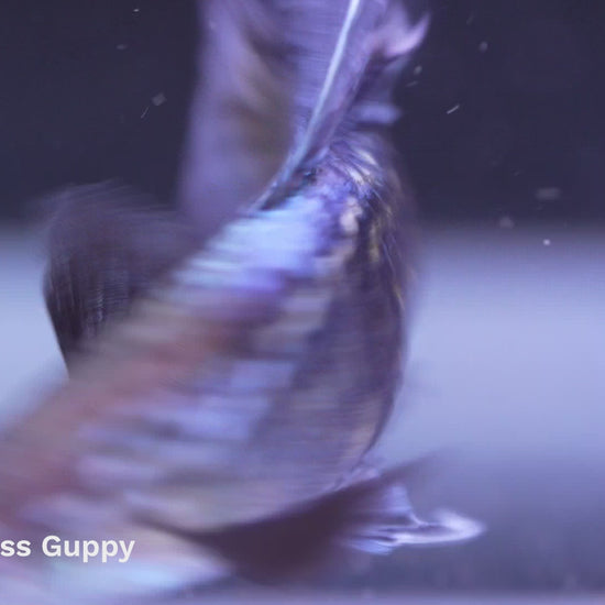 Blue Grass Guppy Fish 