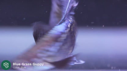 Blue Grass Guppy Fish 