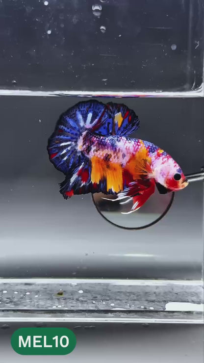 Multicolor Metallic Plakat Male Betta Fish | You Pick Fish | Exclusive Grade