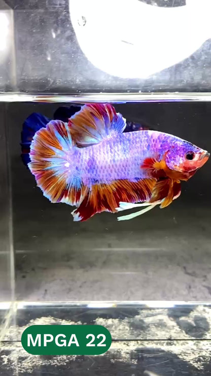 King Giant Plakat Male Betta Fish | You Pick Fish | High Grade