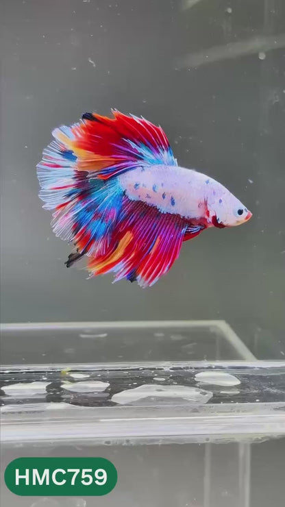 Multicolor Halfmoon Male Betta Fish | High Grade | Order Directly From Farm |  You Pick Fish |