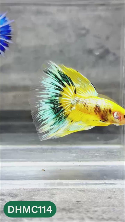Multicolor Halfmoon Male Betta Fish | Order Directly From Farm | You Pick Fish