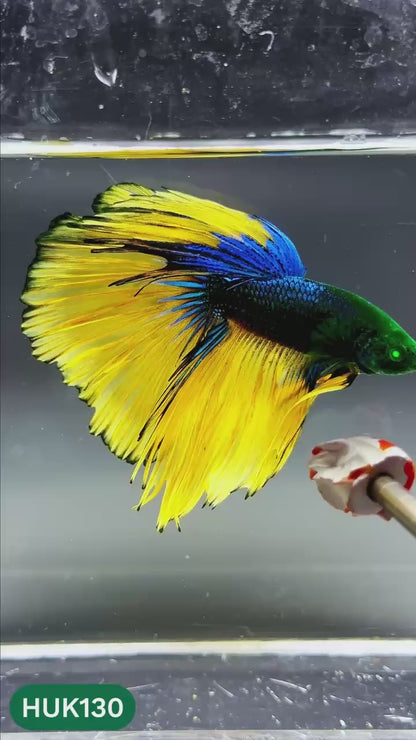Black Hulk Halfmoon Male Betta Fish | You Pick Fish