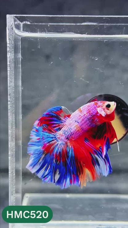 Nemo Halfmoon Male Betta Fish | Order Directly From Farm | You Pick Fish