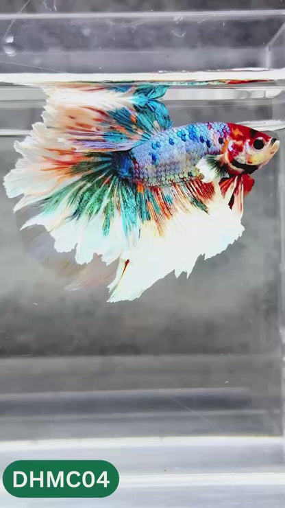 Multicolor Halfmoon Male Betta Fish | High Grade | Order Directly From Farm |  You Pick Fish |