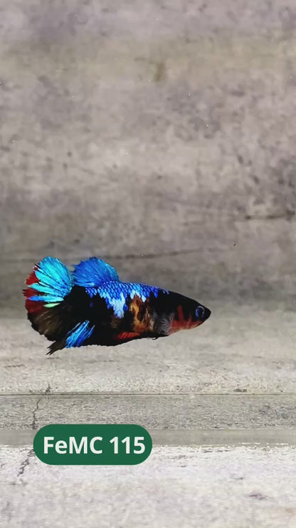 Multicolor Female Betta Fish | You Pick Fish | High Grade